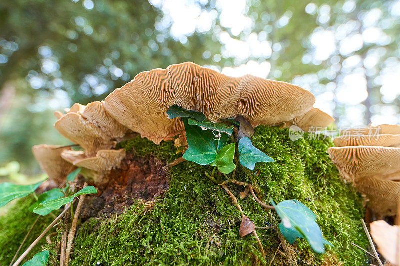 杂色Trametes versicolor蕈类:位于罗洛特附近的加泰罗尼亚森林